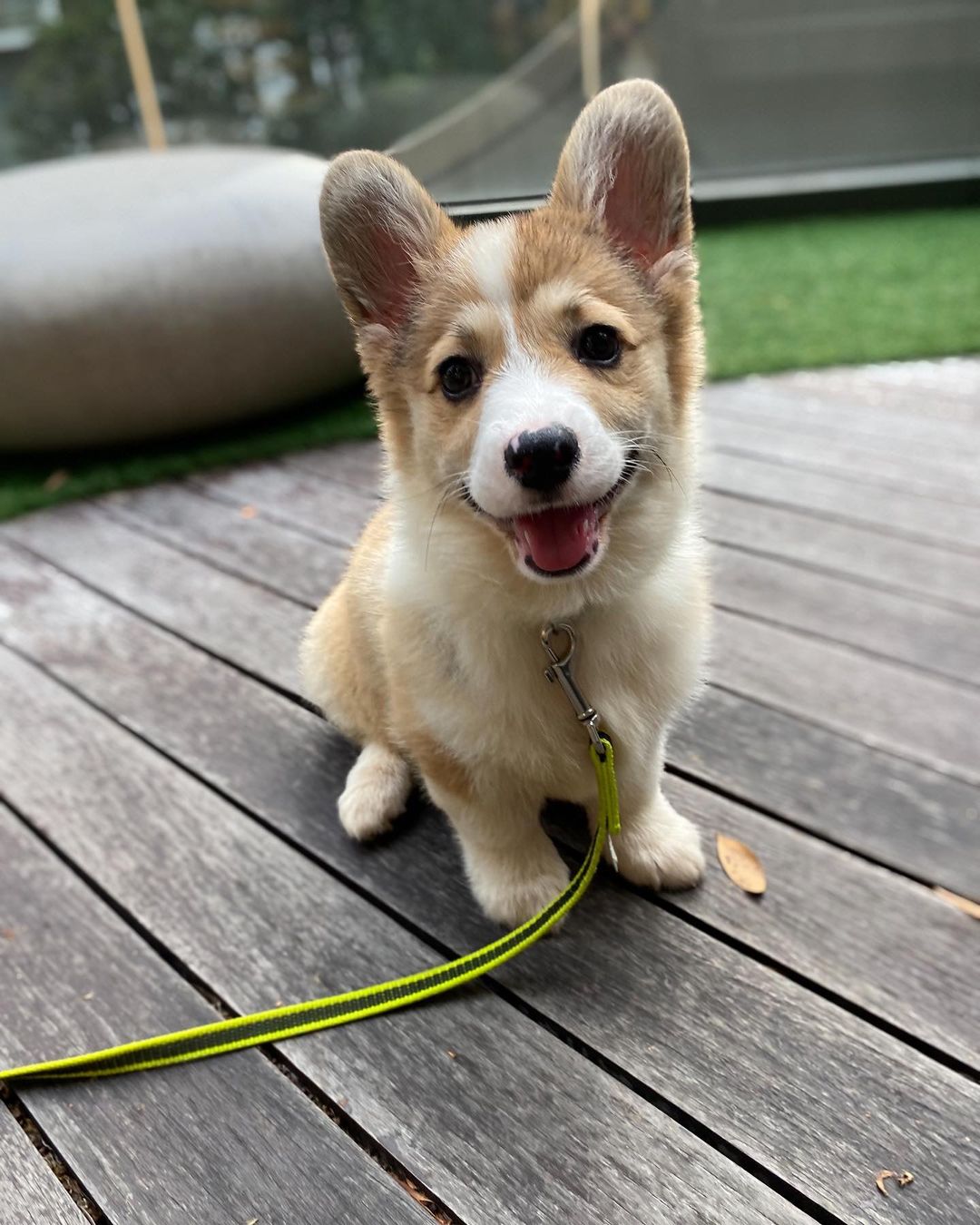 corgi puppies for sale in Ohio corgi puppies for sale in Ohio