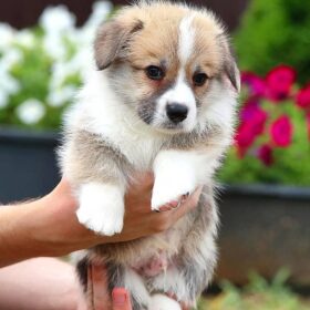 corgi puppies for sale under $1000