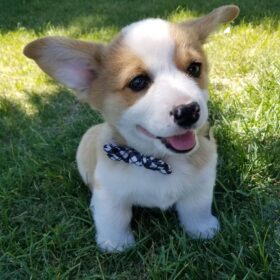 corgi puppies for sale Massachusetts corgi puppies for sale Massachusetts