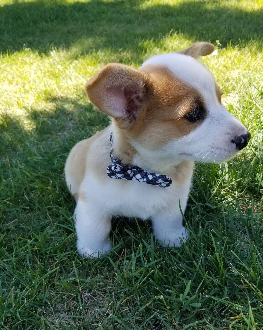 corgi puppies for sale massachusetts corgi puppies for sale massachusetts