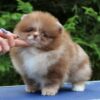white Pomeranian puppies for sale
