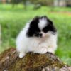 Pomeranian cute puppies