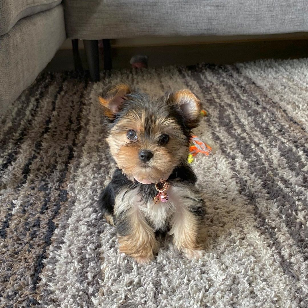 yorkies for adoption near me yorkies for adoption near me