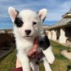 fluffy corgi puppies