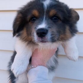 corgi mix puppies for sale