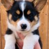 corgi puppies NC