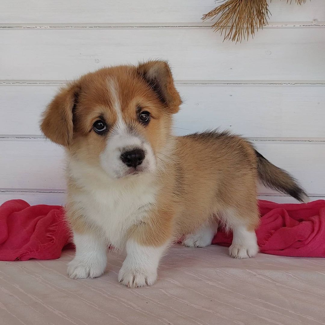 corgi puppies for sale corgi puppies for sale