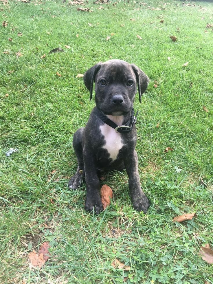 cane corso great dane mix cane corso great dane mix