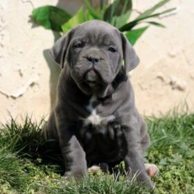 cane corso puppies for sale indiana cane corso puppies for sale indiana