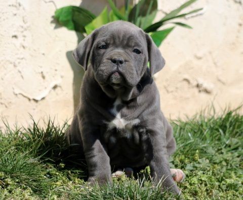 cane corso puppies for sale indiana cane corso puppies for sale indiana