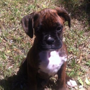 cane corso puppy for sale in queens ny