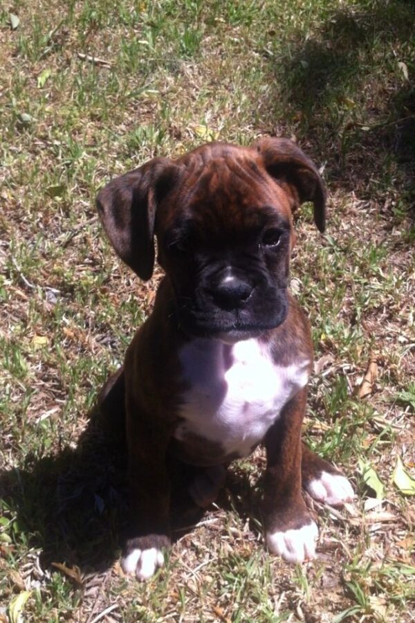cane corso puppy for sale in queens ny