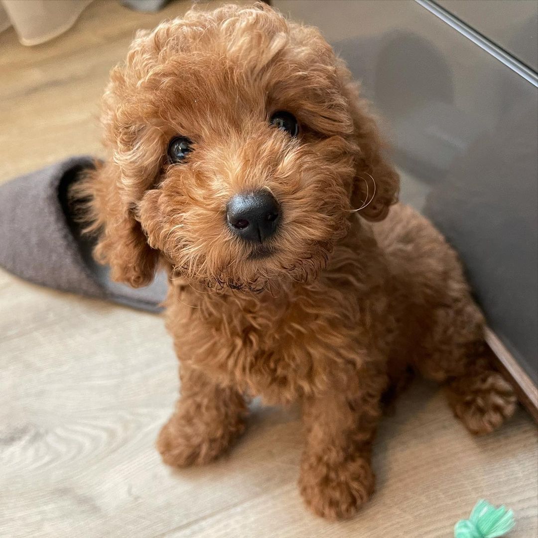toy poodle mix puppies for sale near me toy poodle for sale in louisiana