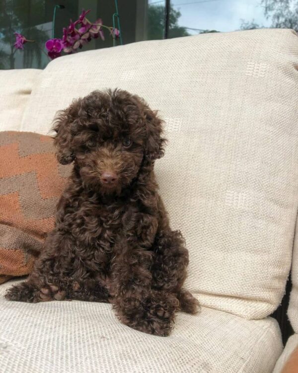 mini poodle for sale