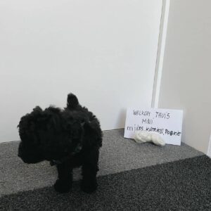 buy toy poodle