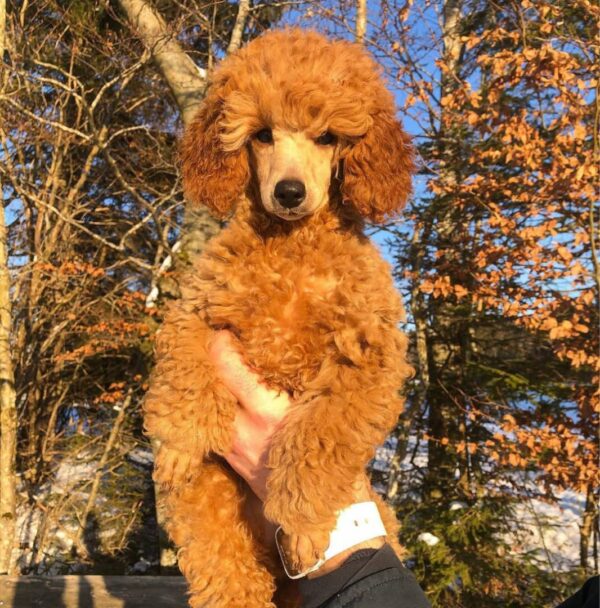 poodle rescue near me