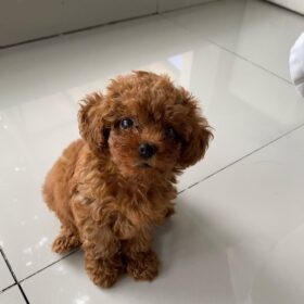 toy poodle puppies for sale in colorado toy poodle puppies for sale in colorado