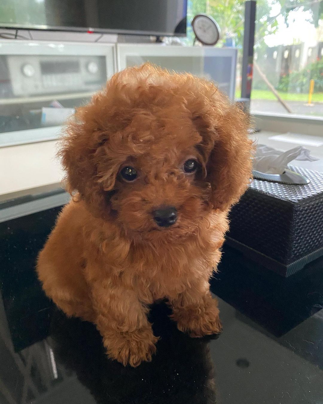 female teacup poodle for sale female teacup poodle for sale