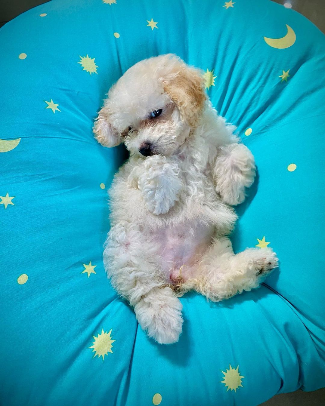toy poodle puppies for sale california toy poodle puppies for sale california
