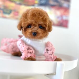 poodles for sale in pa