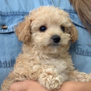 poodle mixes