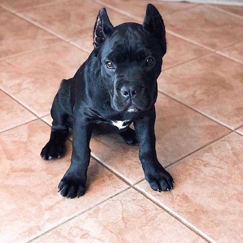 cane corso neapolitan mastiff cane corso neapolitan mastiff