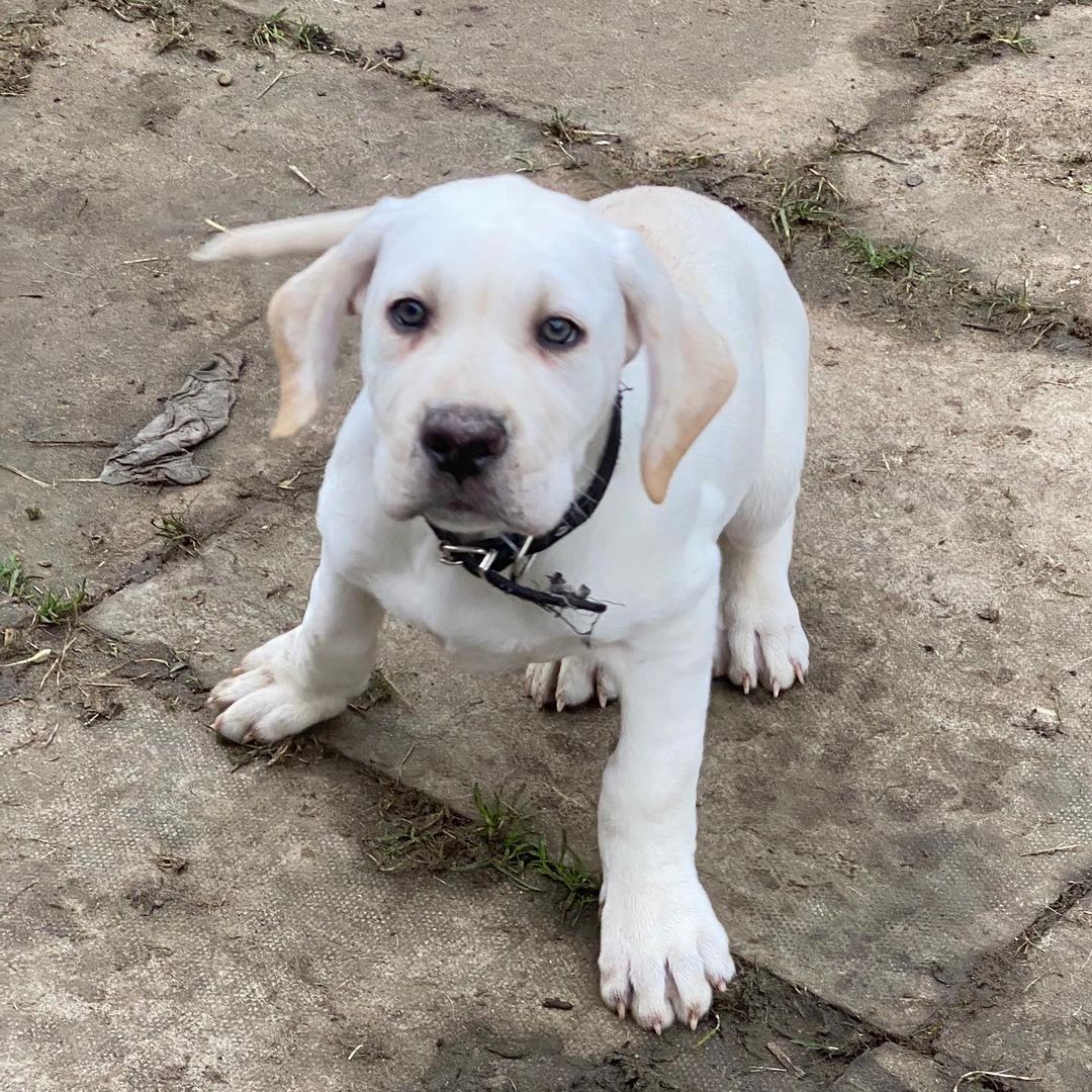 cane corso mix puppies for sale near me cane corso mix puppies for sale near me
