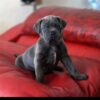 blue cane corso puppies for sale near me
