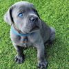 cane corso puppies for sale 2021