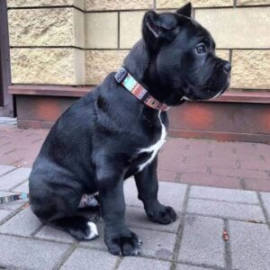 cane corso puppies for sale california