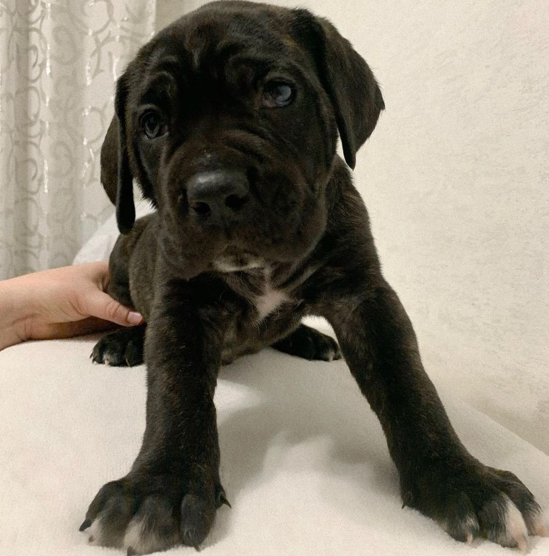 cane corso puppies for sale chicago cane corso puppies for sale chicago