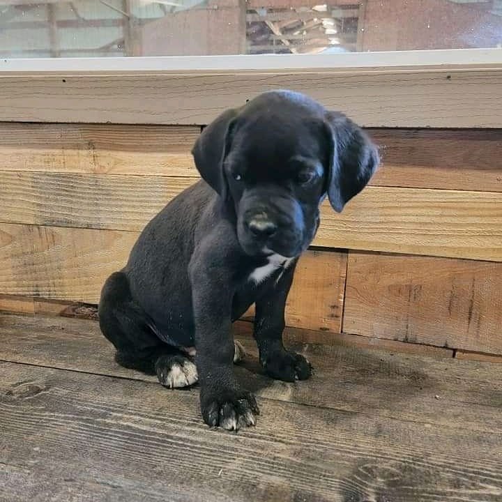 cane corso puppies for sale in california cane corso puppies for sale in california