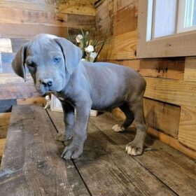 cane corso puppies cost