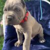 cane corso puppies for sale florida