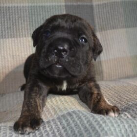 cane corso pitbull mix puppies for sale cane corso pitbull mix puppies for sale