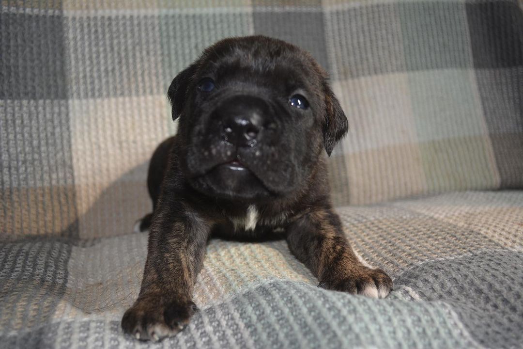 cane corso pitbull mix puppies for sale cane corso pitbull mix puppies for sale