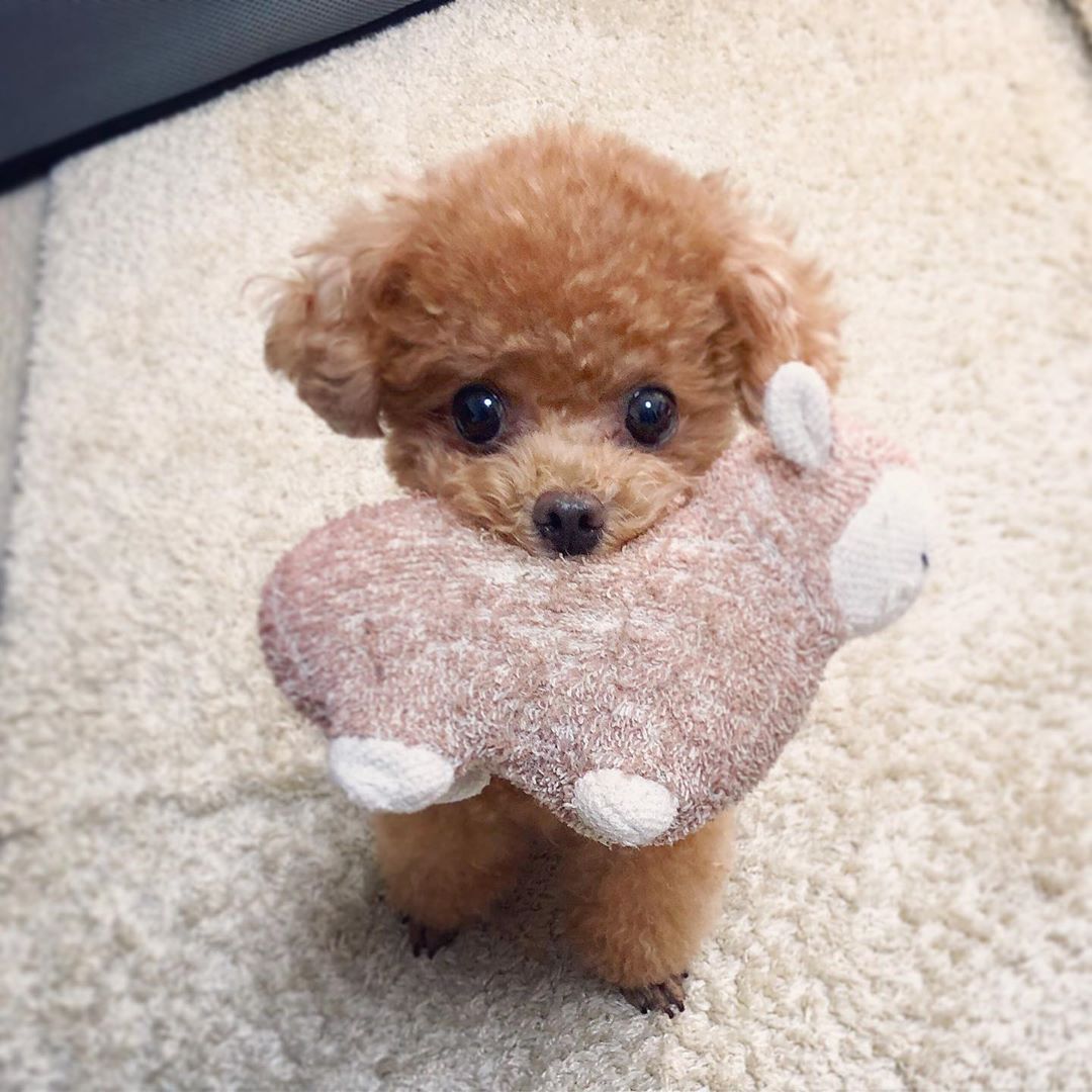 standard poodle puppies for sale standard poodle puppies for sale