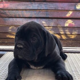 cane corso breeders michigan
