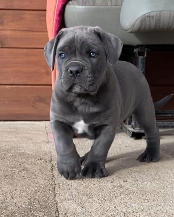 cane corso breeders indiana