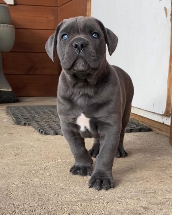cane corso breeders washington