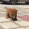 cane corso puppy for sale near me