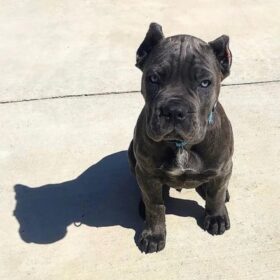 cane corso pitbull puppy cane corso pitbull puppy