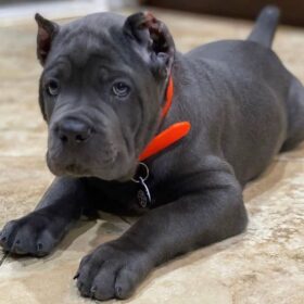 cane corso puppy price