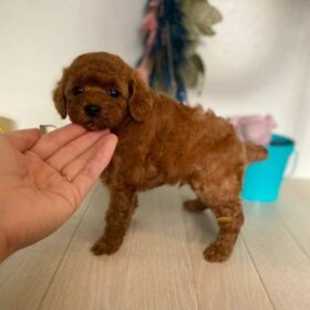 bichon toy poodle puppies for sale bichon toy poodle puppies for sale