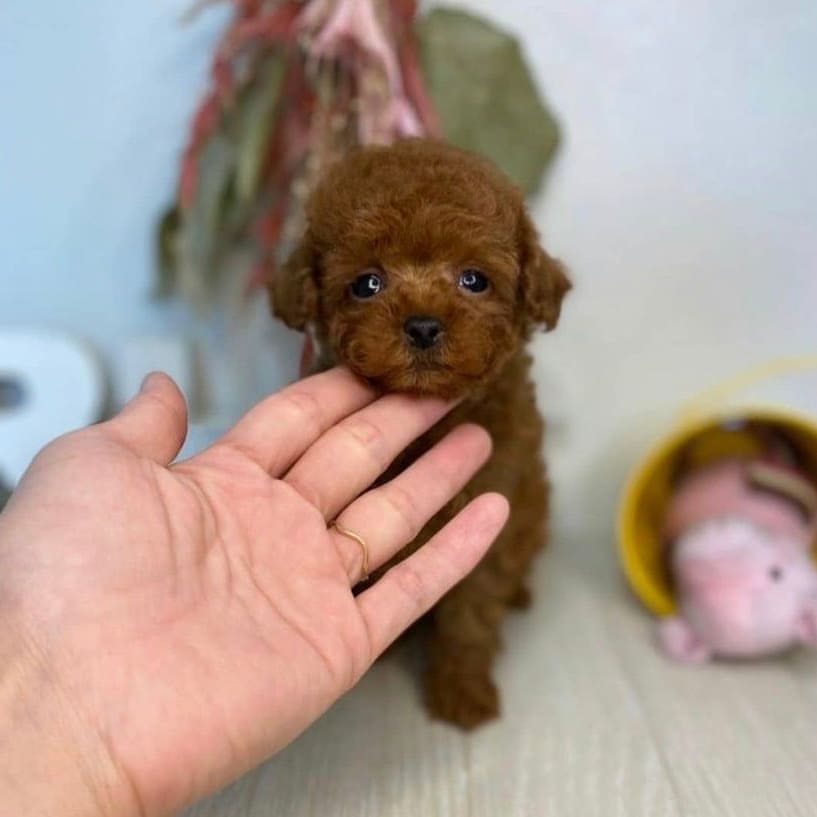 toy.poodlesforsale_1641310411196464