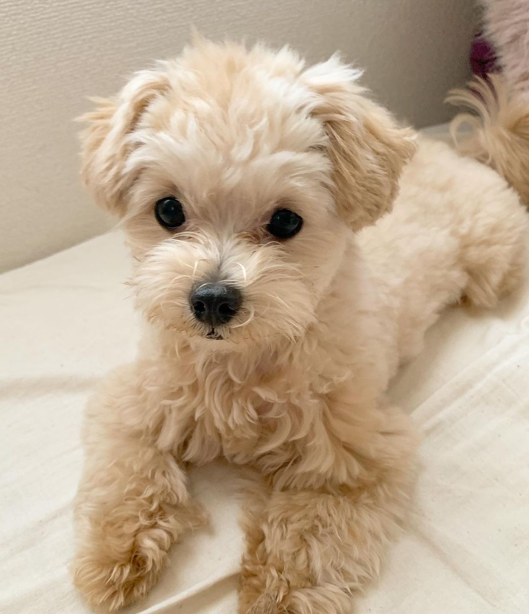toy poodles for sale near me toy poodles for sale near me