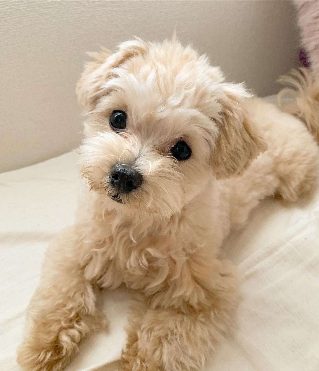 toy poodles for sale near me toy poodles for sale near me