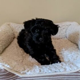 toy poodles for sale in az