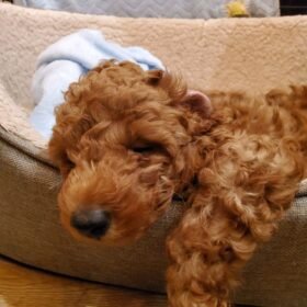 toy poodle puppies for sale in ohio