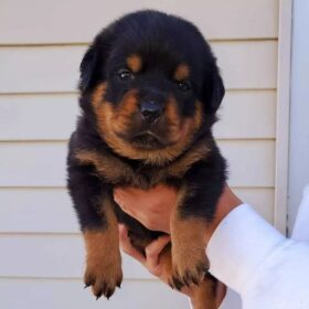 German Rottweilers for sale German Rottweilers for sale